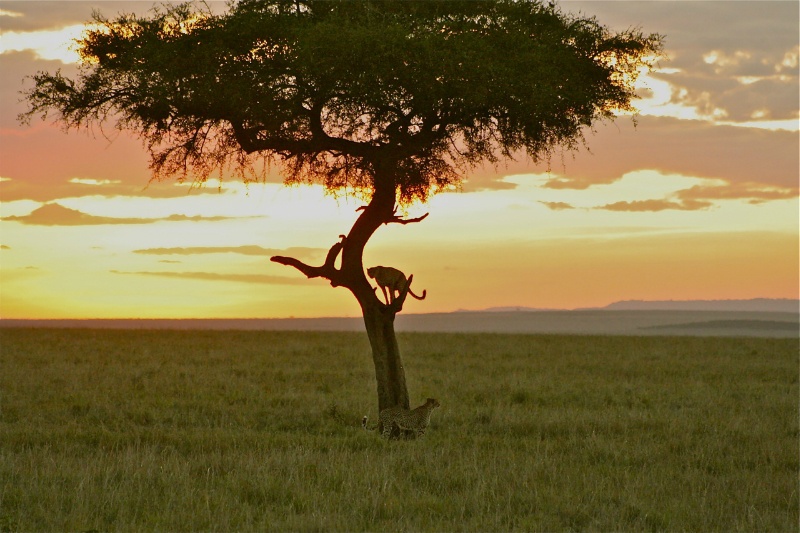 Out of Africa - Fotosafari in Kenia
