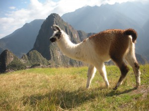 Machu Picchu
