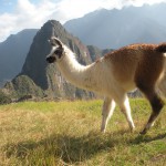 Lama bei Machu Picchu