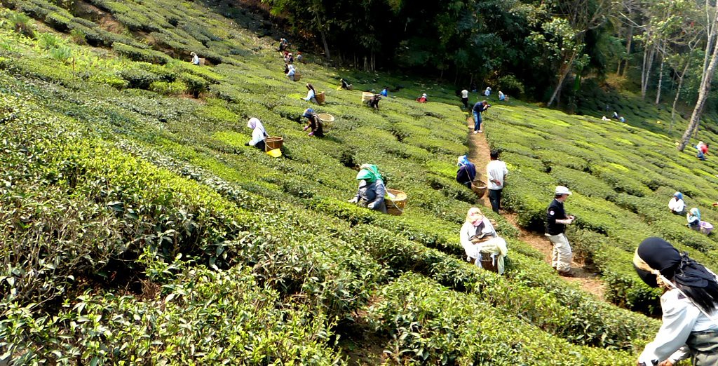 Teepflücker in Darjeeling