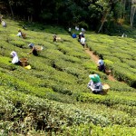 Teepflücker in Darjeeling
