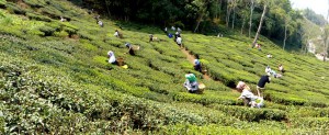 Teepflücker in Darjeeling