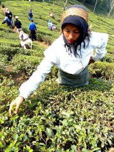 Teepflückerin in Darjeeling