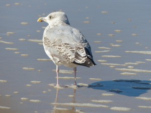 Usedom - Möve am Ahlbecker Strand