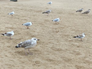 Usedom - am Strand von Swinemünde