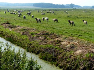 Usedom - beruhigende Landschaft