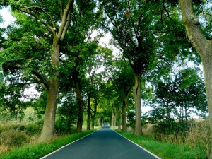 Die berühmten Baumalleen auf Usedom