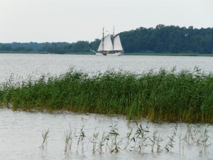 Usedom - Impression am Balmer See