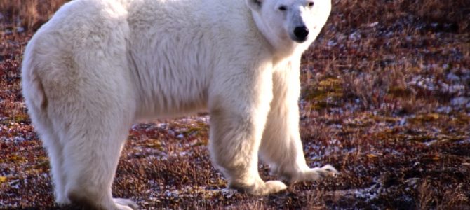 Reise zu den Polar Bären in Kanada